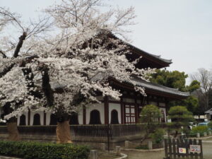 国宝 鑁阿寺：一切経堂の桜の写真です。