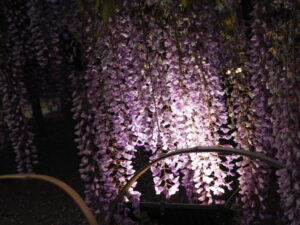 あしかがフラワーパーク：園内の花の開花状況（2023.4.25）の写真です。