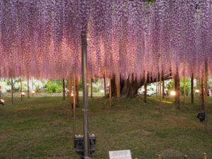 あしかがフラワーパーク：園内の花の開花状況（2023.4.25）の写真です。