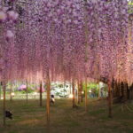 あしかがフラワーパーク：園内の花の開花状況（2023.4.25）の写真です。