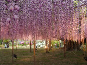 あしかがフラワーパーク：園内の花の開花状況（2023.4.25）の写真です。