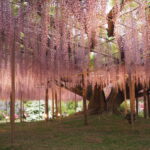 あしかがフラワーパーク：園内の花の開花状況（2023.4.25）の写真です。