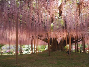 あしかがフラワーパーク：園内の花の開花状況（2023.4.25）の写真です。