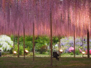 あしかがフラワーパーク：園内の花の開花状況（2023.4.25）の写真です。