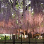 あしかがフラワーパーク：園内の花の開花状況（2023.4.25）の写真です。