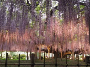 あしかがフラワーパーク：園内の花の開花状況（2023.4.25）の写真です。