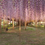 あしかがフラワーパーク：園内の花の開花状況（2023.4.25）の写真です。