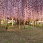 あしかがフラワーパーク：園内の花の開花状況（2023.4.25）の写真です。