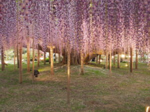 あしかがフラワーパーク：園内の花の開花状況（2023.4.25）の写真です。
