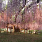 あしかがフラワーパーク：園内の花の開花状況（2023.4.25）の写真です。