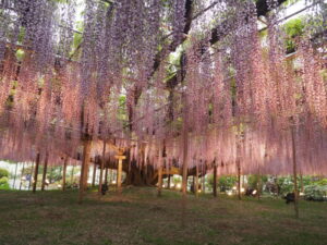あしかがフラワーパーク：園内の花の開花状況（2023.4.25）の写真です。