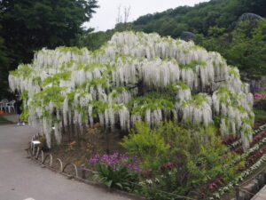 あしかがフラワーパーク：園内の花の開花状況（2023.4.25）の写真です。