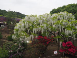 あしかがフラワーパーク：園内の花の開花状況（2023.4.25）の写真です。