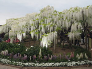 あしかがフラワーパーク：園内の花の開花状況（2023.4.25）の写真です。