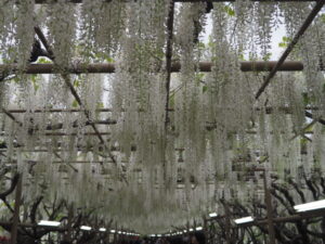 あしかがフラワーパーク：園内の花の開花状況（2023.4.25）の写真です。