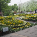 あしかがフラワーパーク：園内の花の開花状況（2023.4.25）の写真です。