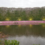 あしかがフラワーパーク：園内の花の開花状況（2023.4.25）の写真です。