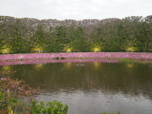 あしかがフラワーパーク：園内の花の開花状況（2023.4.25）の写真です。