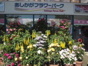 あしかがフラワーパークの写真です。
