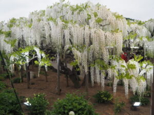 あしかがフラワーパーク：園内の花の開花状況（2023.4.25）の写真です。