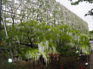 あしかがフラワーパーク：園内の花の開花状況（2023.4.25）の写真です。