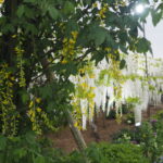 あしかがフラワーパーク：園内の花の開花状況（2023.4.25）の写真です。