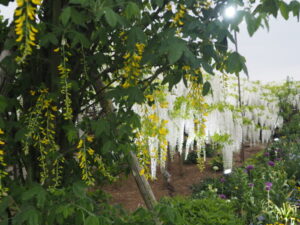 あしかがフラワーパーク：園内の花の開花状況（2023.4.25）の写真です。