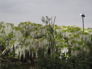 あしかがフラワーパーク：園内の花の開花状況（2023.4.25）の写真です。