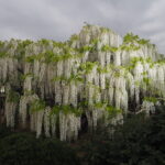 あしかがフラワーパーク：園内の花の開花状況（2023.4.25）の写真です。