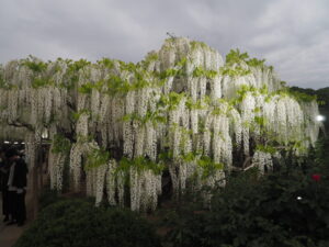 あしかがフラワーパーク：園内の花の開花状況（2023.4.25）の写真です。