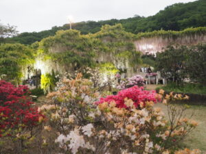 あしかがフラワーパーク：園内の花の開花状況（2023.4.25）の写真です。