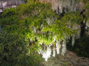 あしかがフラワーパーク：園内の花の開花状況（2023.4.25）の写真です。