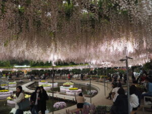 あしかがフラワーパーク：園内の花の開花状況（2023.4.25）の写真です。