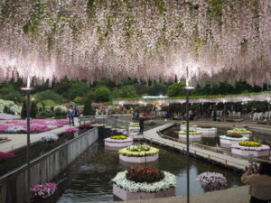 あしかがフラワーパーク：園内の花の開花状況（2023.4.25）の写真です。