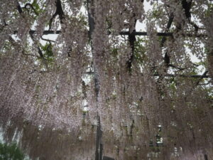 あしかがフラワーパーク：園内の花の開花状況（2023.4.25）の写真です。