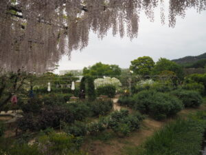 あしかがフラワーパーク：園内の花の開花状況（2023.4.25）の写真です。