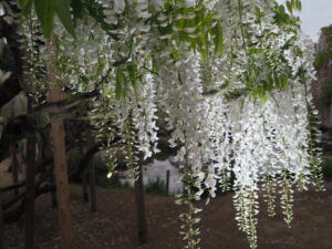 あしかがフラワーパーク：園内の花の開花状況（2023.4.25）の写真です。