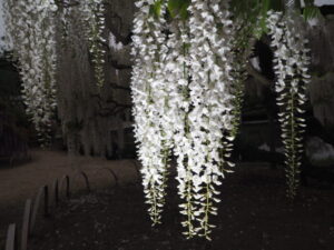 あしかがフラワーパーク：園内の花の開花状況（2023.4.25）の写真です。
