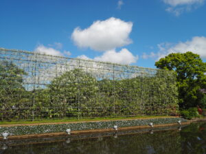 あしかがフラワーパーク：藤の開花状況2024.4.25の写真です。