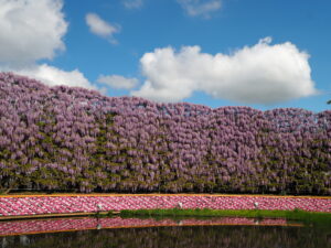 あしかがフラワーパーク：藤の開花状況2024.4.25の写真です。