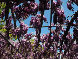 あしかがフラワーパーク：藤の開花状況2024.4.25の写真です。