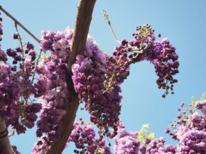 あしかがフラワーパーク：藤の開花状況2024.4.25の写真です。