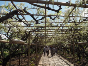 あしかがフラワーパーク：藤の開花状況2024.4.25の写真です。