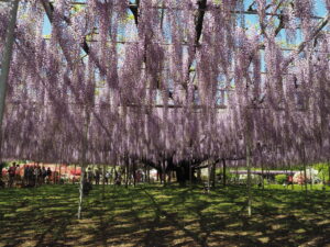 あしかがフラワーパーク：藤の開花状況2024.4.25の写真です。