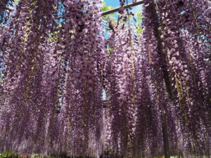 あしかがフラワーパーク：藤の開花状況2024.4.25の写真です。
