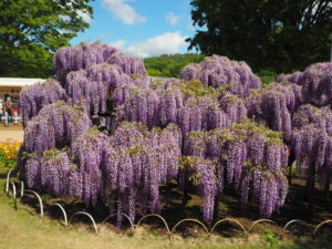 あしかがフラワーパーク：藤の開花状況2024.4.25の写真です。