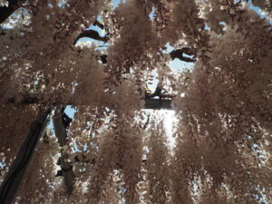 あしかがフラワーパーク：藤の開花状況2024.4.25の写真です。