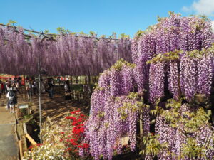 あしかがフラワーパーク：藤の開花状況2024.4.25の写真です。