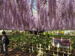 あしかがフラワーパーク：藤の開花状況2024.4.25の写真です。