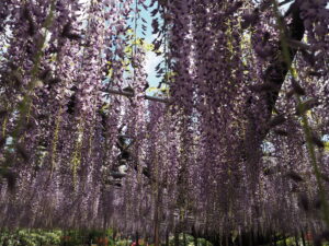 あしかがフラワーパーク：藤の開花状況2024.4.25の写真です。